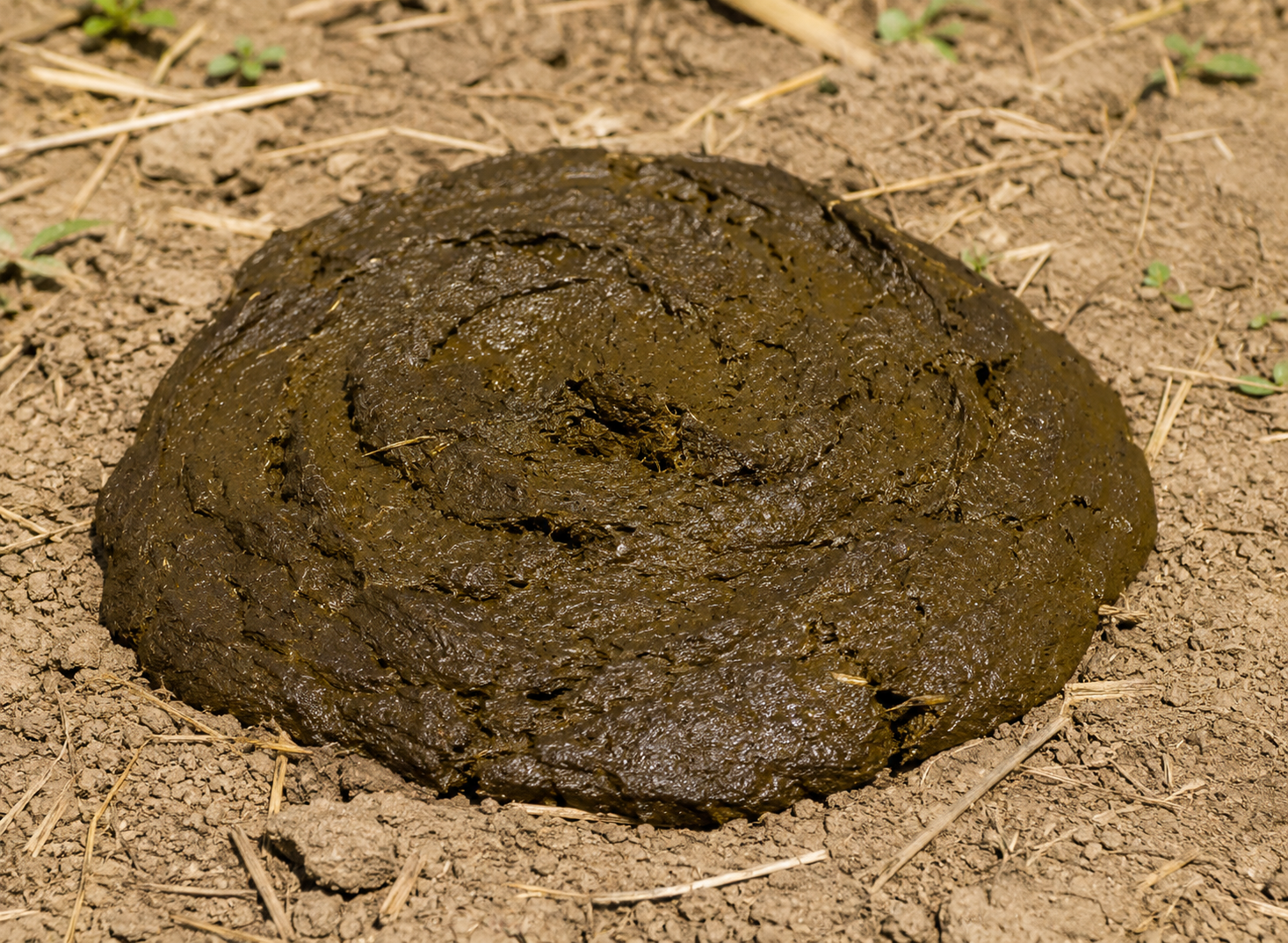 Fresh Cow Dung